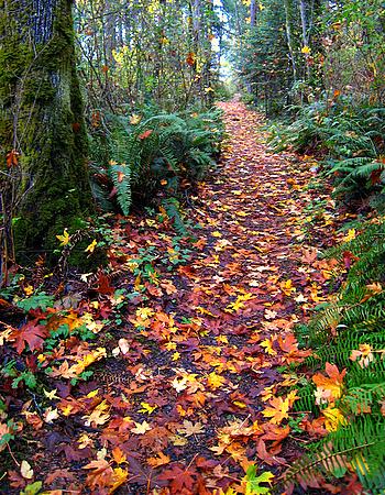 walking in the nature -2 -lista