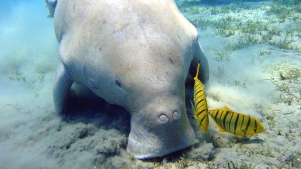 dugong-the-newcastle-mascot