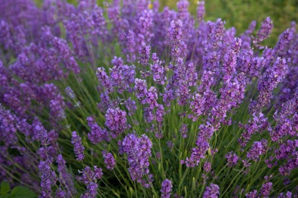 lavanda 1